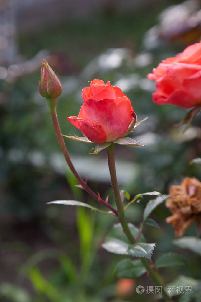 花园里生长着美丽的玫瑰丛