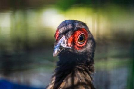 女爱德华兹的农民脸特写，来自越南的热带鸟，极度濒危动物物种