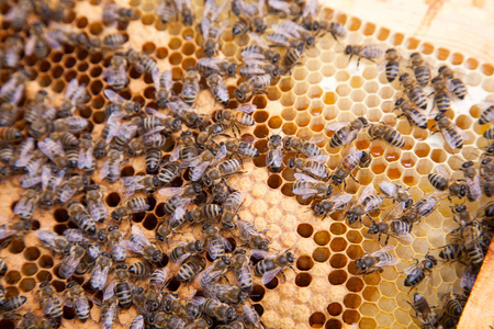 在蜂巢里工作的蜜蜂。蜂房里的蜜蜂