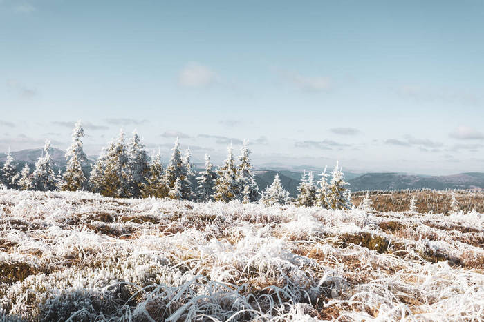 山上草地上的白霜背景是云杉和蓝天