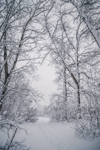 森林 木材 风景 公园 场景 寒冷的 自然 领域 冬天 天气