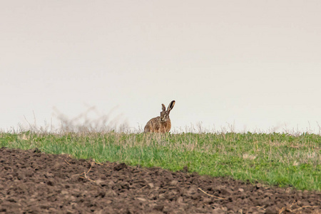 欧洲褐兔Lepus europeaus躲在春天的田野里