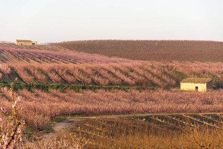 在艾托纳的自然背景下，粉红色的桃花盛开的田野。