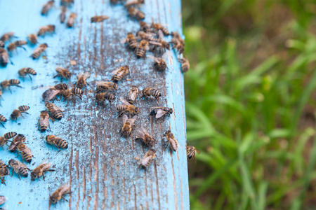 蜂房浅蓝色蜂房门口蜂拥而至的蜜蜂