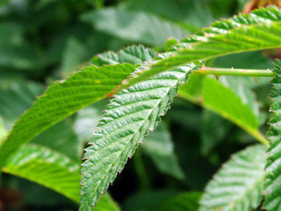 植物区系 美丽的 夏天 植物 自然 春天 植物学 森林 花园