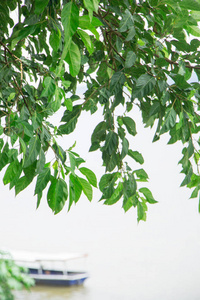 植物区系 生长 森林 植物 夏天 分支 花园 春天 自然