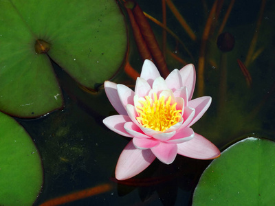 美女 莲花 夏天 池塘 花瓣 粉红色 植物 开花 植物区系