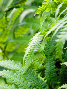 环境 花园 自然 美丽的 植物学 森林 夏天 纹理 蕨类植物