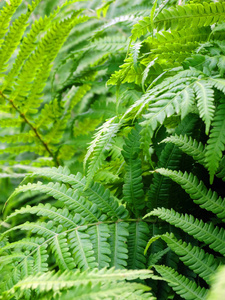 花园 环境 森林 夏天 植物学 蕨类植物 植物 自然 春天