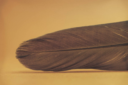 软的 霓虹灯 美女 翅膀 羽毛 自然 柔和的 纹理 奢侈