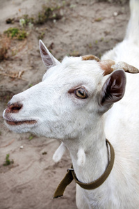 Cute young white goat 