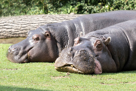 两只河马躺在草地上休息。身体积极的概念。闭合