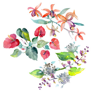 花束植物花。水彩背景插图集。孤立的花束插图元素。