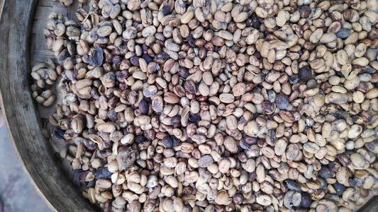 Trays of raw coffee beans 