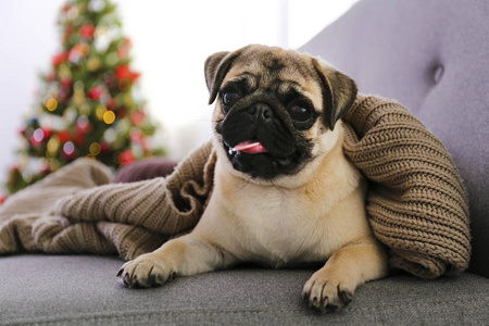 家里可爱的宠物，带着寒假季节的装饰品