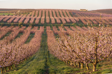在艾托纳的自然背景下，粉红色的桃花盛开的田野。