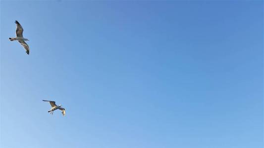 动物 猛禽 天空 野生动物 自由的 美丽的 航班 羽毛 夏天