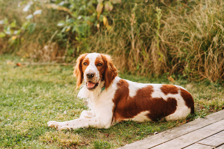 犬科动物 可卡 享受 夏天 肖像 哺乳动物 休息 说谎 朋友