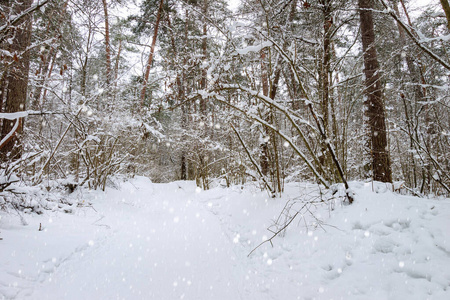 冬天松林下的雪被霜冻覆盖。