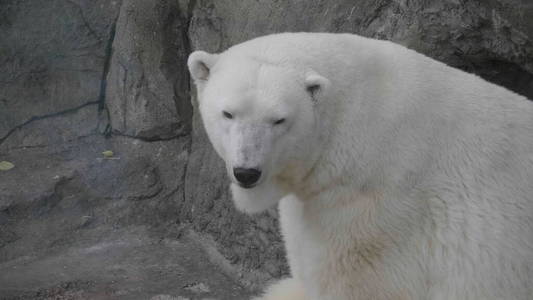 阳光明媚的北极熊