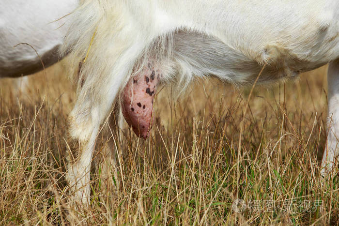大乳房山羊特写镜头
