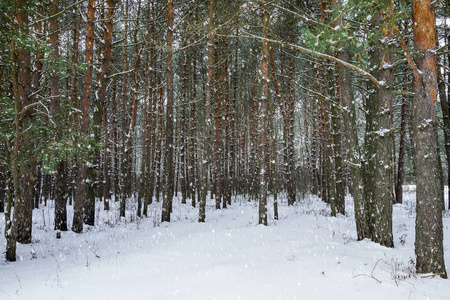 冬季松林降雪。