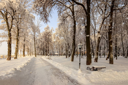 冬天的公园，树上覆盖着雪。
