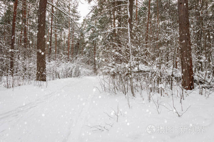 冬天松林下的雪被霜冻覆盖。