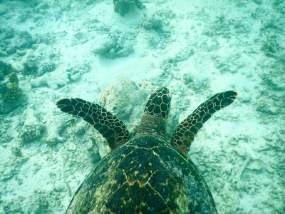 游泳乌龟