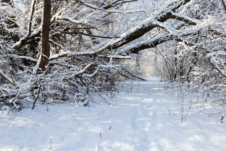 雪林中的人行道。冬季乡村景观