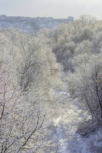 被雪覆盖的树枝。