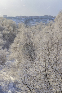 被雪覆盖的树枝。