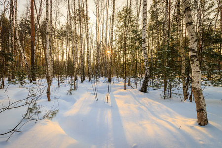 白桦林冬季图片