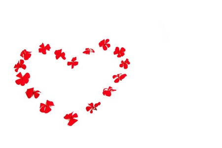 白色背景上红色天然花天竺葵的心形图案