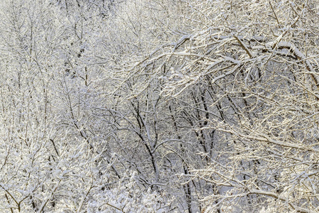 被雪覆盖的树枝。