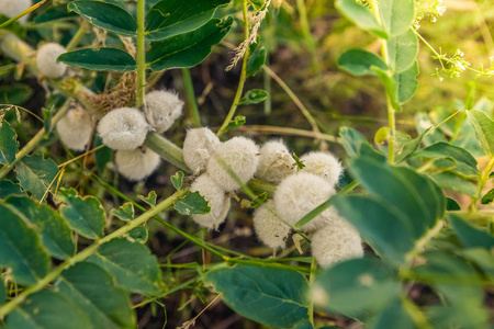 哈萨克斯坦 农业 植物区系 树叶 塔乌 细枝 生长 毛茸茸的