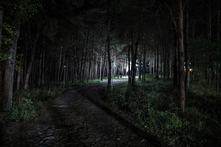 夜晚神秘的森林里闪烁着神奇的灯光.光怪陆离的松林照片