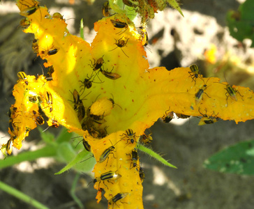 西玉米甲虫图片