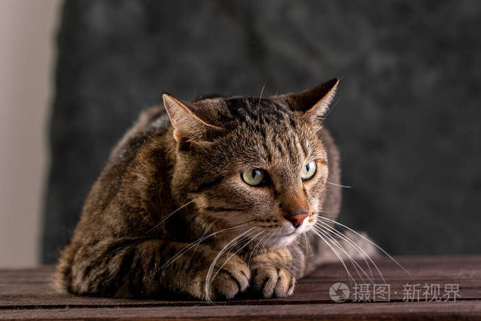 短毛灰猫大而宽的脸背景为黑色一只大猫