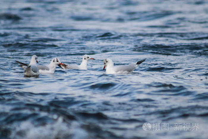 海鸥在波涛汹涌的蔚蓝大海中游泳自然栖息地中的野生鸟类特写观鸟