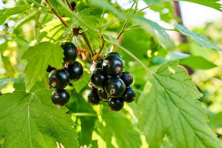 灌木上的一束黑醋栗浆果,特写照片