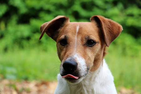 草地 可爱的 可爱极了 花园 肖像 外部 有趣的 自然 猎犬