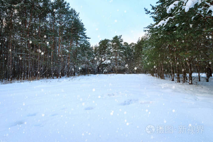 冬天松林下的雪被霜冻覆盖。