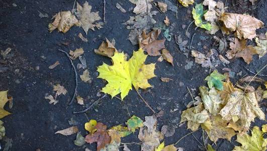 fallen leaf on the ground in a park 