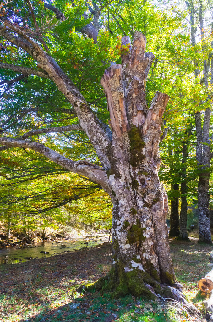 一棵百年前山毛榉的光秃秃的树干