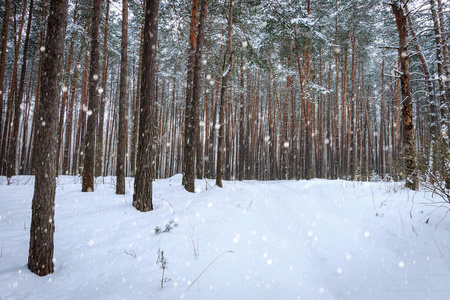 冬天松林下的雪被霜冻覆盖。