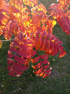 森林 树叶 秋天 美丽的 美女 植物区系 落下 颜色 花园