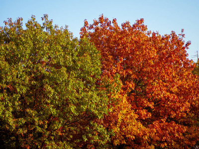 季节 十月 森林 秋天 木材 太阳 落下 树叶 环境 高的