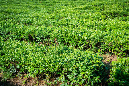 春天的绿茶农场。茶园