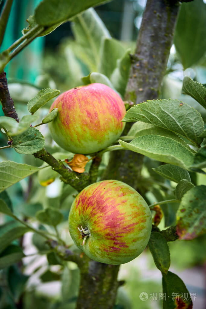 苹果在树上有机苹果